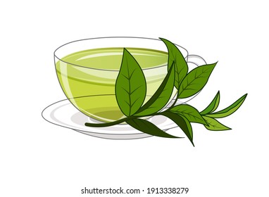 Morning cup of fresh green tea decorated by juicy green tea leaves. Healthy way to start the day