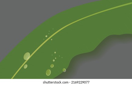 morning dew banana leaves vector background, green nature wallpaper svg