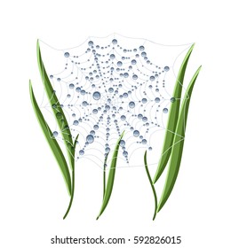 Morning dew on spider web and grass isolated on white background. Cartoon vector illustration in flat style.