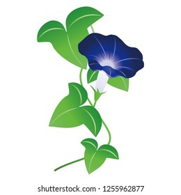 The morning glory