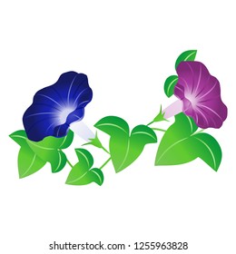 The morning glory