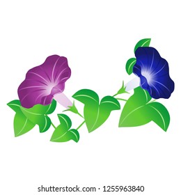 The morning glory