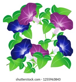 The morning glory