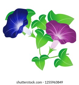 The morning glory