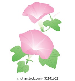 A morning glory