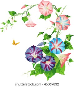 Morning glory