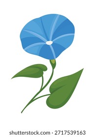 Gloria de la mañana Flor. Clipart de Vector plano, ilustración con fondo aislado.