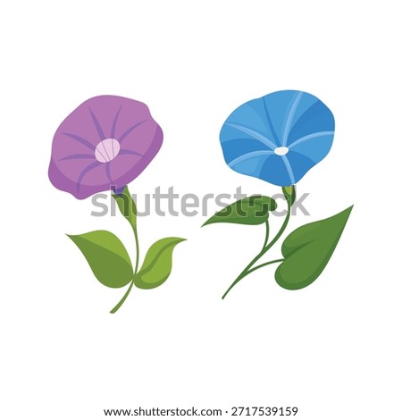 Morning glory Flower. Flat vector clipart, illustration with isolated background.