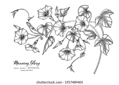 Morning glory flower and leaf hand drawn botanical illustration with line art.