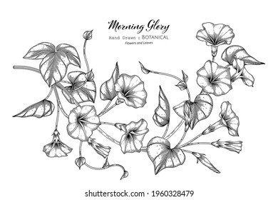 Morning glory flower and leaf hand drawn botanical illustration with line art.
