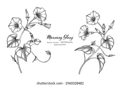 Morning Glory Flower Leaf Hand Drawn Stock Vector (Royalty Free ...