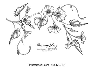 Morning glory flower and leaf hand drawn botanical illustration with line art.