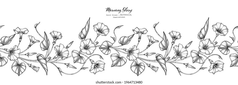 Morning glory flower and leaf hand drawn botanical illustration with line art.