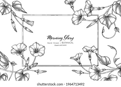 Morning glory flower and leaf hand drawn botanical illustration with line art.