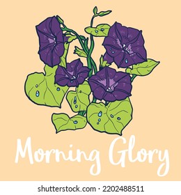 Morning Glory Flower Vector Color Illustration