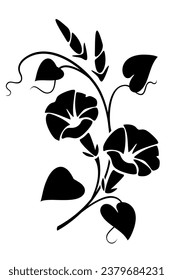 Morning glory flowers branch. Black silhouette of morning glory flowers (bindweed) isolated on a white background. Vector black and white illustration. Handmade illustration, not AI