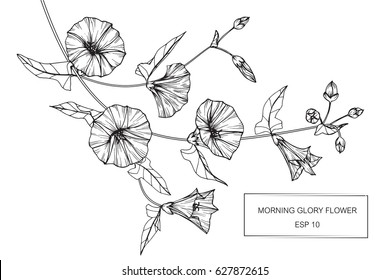 Morning Glory Drawing High Res Stock Images Shutterstock