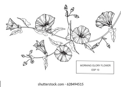 Drawings Morning Glory Flower Images Stock Photos Vectors Shutterstock