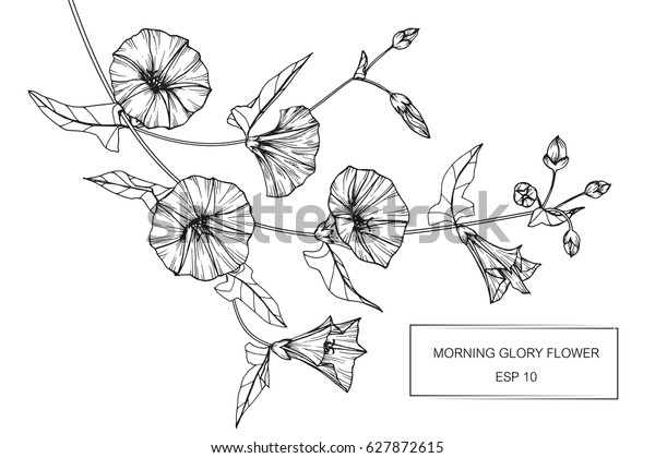 Morning Glory Flowers Drawing Sketch Lineart Arkivvektor (royaltyfri