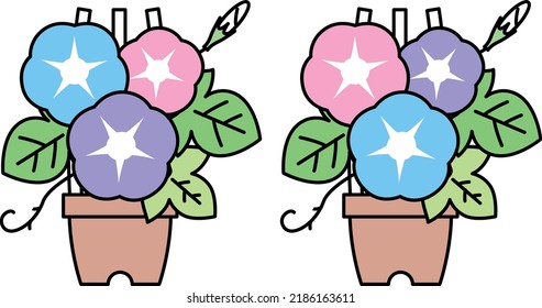 Morning glory flowers and leaves and buds and potted illustration material
