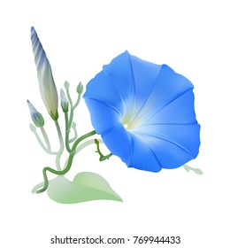 Morning Glory Heavenly Blue. Flowers, buds and twisted vines. 
Hand drawn vector illustration on transparent background.
