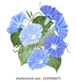 Morgenruhm (Ipomoea) Blumen, Vektorgrafik auf weißem Hintergrund.