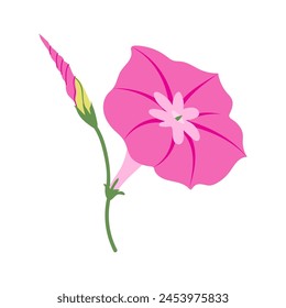 Gloria de la mañana (Ipomoea) flor rosa aislada sobre fondo blanco. Ilustraciones de plantas de verano de Vector dibujado a mano