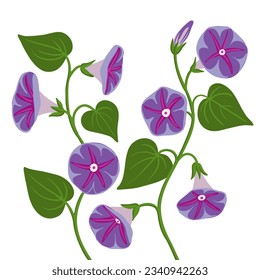 Morgenglorie, Ipomoea, Vektorgrafik auf weißem Hintergrund, handgezeichnet botanische Illustration