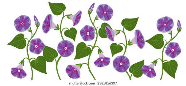 Morgenglorie, Ipomoea, Vektorgrafik auf weißem Hintergrund, handgezeichnet botanische Illustration