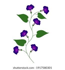 Morning glory isolated vector flower