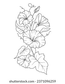 Morning Glory Line Art. Morning Glory Umriss Illustration. September Geburtsmonatsblume. Morgenruhm Umriss einzeln auf Weiß. Handgemalte Linie, botanische Illustration