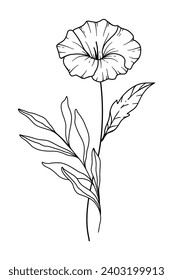 Morning Glory Line Art. Morning Glory outline Illustration. September Birth Month Flower. Morning Glory outline isolated on white. Hand painted line art botanical illustration.