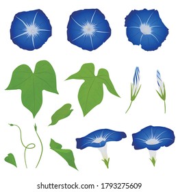 morning glory parts set, vector illustration