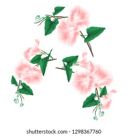 Morning glory  pink spring flowers set on a white background vintage vector illustration editable hand draw