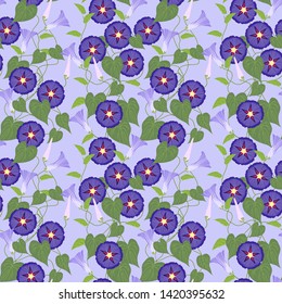Morning glory seamless pattern. Sweet flower concept.