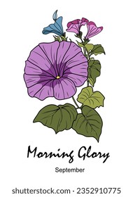 Morning Glory, September Geburtsmonat blühende bunte Illustration. Botanische Petunia-handgezeichnet für Logo, Tätowierung, Verpackung, Karte, Wandkunst. Vektorgrafik einzeln auf weißem Hintergrund