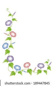 morning glory / vector illustration