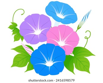 Morning glory vector illustration summer flower
