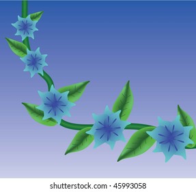 Morning Glory Vine