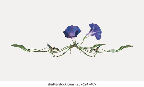 Morning glory vintage purple flower painting by Pierre Joseph Redouté, illustration isolated on white, vector. Vintage botanical illustration by Redouté, famous artist. Old floral drawing vector.