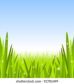 Morning grass