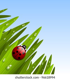 Morning grass with ladybug and copy space for your custom text