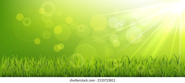 Morning spring banner, green grassy meadow with sunshine, blur and bokeh effect.