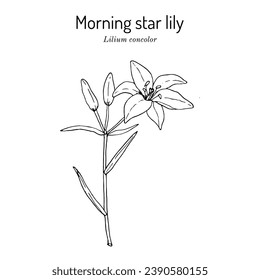 Morning star lily (Lilium concolor), edible, ornamental and medicinal plant. Hand drawn botanical vector illustration