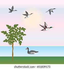 Morning summer spring landscape, flying ducks, goose, river, shore, tree, sun, art creative modern vector illustration Hunting banner