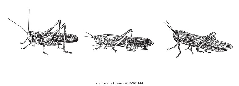 Moroccan locust (Dociostaurus maroccanus), Desert locust (Schistocerca gregaria), Migratory locust (Locusta migratoria) sitting side view,  gravure style ink drawing illustration isolated on white