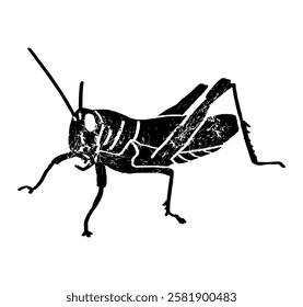 Moroccan locust (Dociostaurus maroccanus), Desert locust (Schistocerca gregaria), Migratory locust (Locusta migratoria) sitting side view, gravure style ink drawing illustration textured