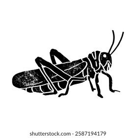 Moroccan locust (Dociostaurus maroccanus), Desert locust (Schistocerca gregaria), Migratory locust (Locusta migratoria) sitting side view, gravure style ink drawing illustration textured