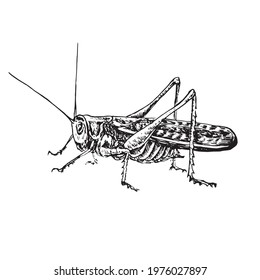 Moroccan locust (Dociostaurus maroccanus) sitting side view,  gravure style ink drawing illustration isolated on white