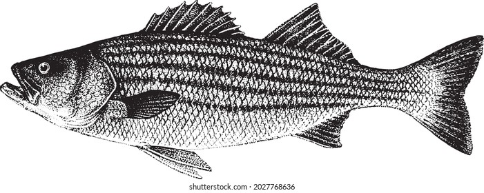 Morone saxatilis, striped bass, striped lavrak. Fish collection. Healthy lifestyle, delicious food. Hand-drawn images, black and white graphics.